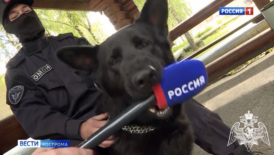 Костромские бойцы рассказали о своих четвероногих напарниках (видео)